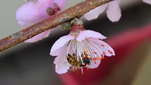 高清的桃花图片大图_4