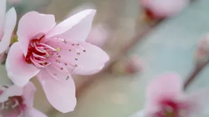 高清的桃花图片大图_5