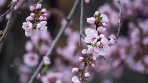 高清的桃花图片大图_6