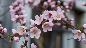 高清的桃花图片大图_7