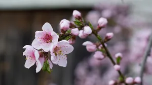 高清的桃花图片大图_8