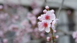 高清的桃花图片大图_9