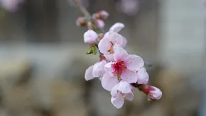 高清的桃花图片大图_10
