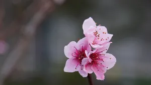 高清的桃花图片大图_11