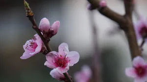 高清的桃花图片大图_12