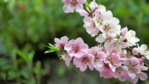 高清的桃花图片大图_13