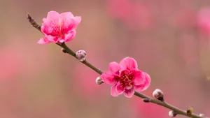 高清的桃花图片大图_14