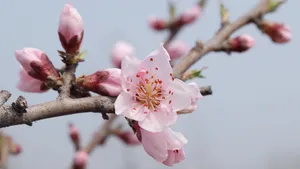 高清的桃花图片大图_15