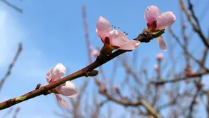 高清的桃花图片大图_17