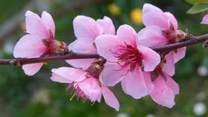 高清的桃花图片大图_18