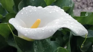 洁白如雪的马蹄莲图片