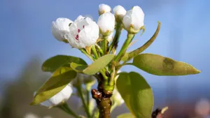 清闲淡雅的梨花图片_6