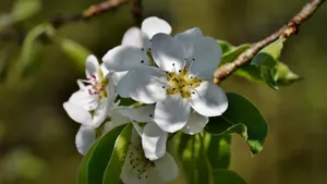 清闲淡雅的梨花图片_10