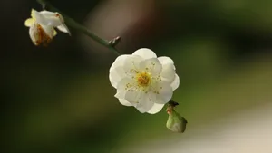 清闲淡雅的梨花图片_16