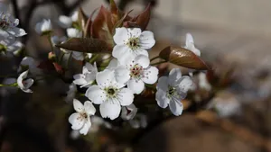 清闲淡雅的梨花图片_17