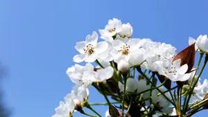 清闲淡雅的梨花图片_18