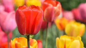 郁金香图片和花语_4