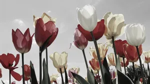 郁金香图片和花语_7