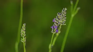 薰衣草图片大全_4