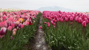 郁金香壁纸_10