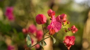 三角梅花图片大全_2