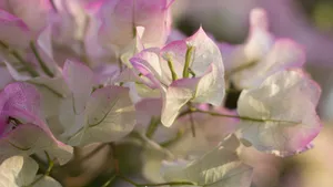 三角梅花图片大全_3