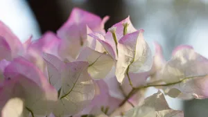 三角梅花图片大全_4
