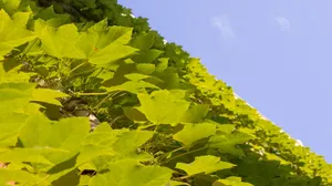 爬山虎图片大全大图_4