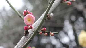 高清腊梅花苞图片