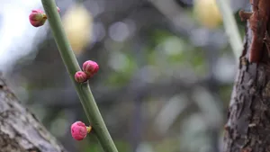 高清腊梅花苞图片_2