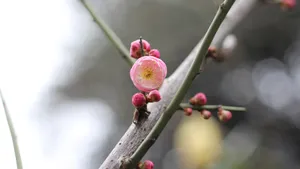 高清腊梅花苞图片_3