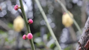 高清腊梅花苞图片_4