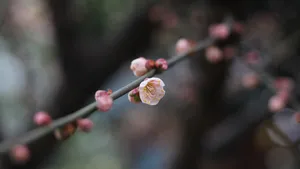 高清腊梅花苞图片_5