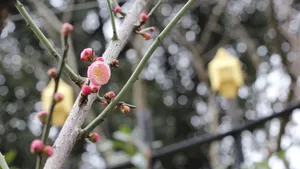 高清腊梅花苞图片_7