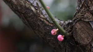 高清腊梅花苞图片_8