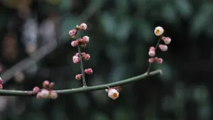 高清腊梅花苞图片_9