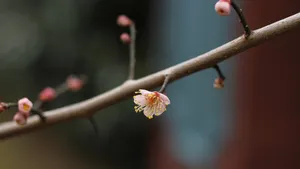 高清腊梅花苞图片_10
