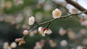 高清腊梅花苞图片_11