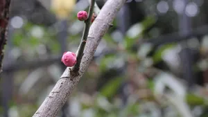 高清腊梅花苞图片_13