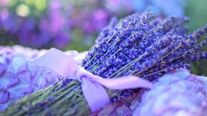 紫色薰衣草图片大全_11
