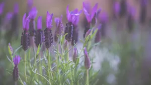 紫色薰衣草图片大全_13