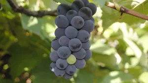 紫色的葡萄图片大全_4