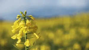 高清油菜花图片大全_12