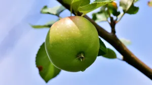 苹果树上红红的苹果图片_6