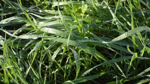 晶莹透亮的露珠图片_7