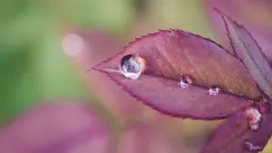 晶莹透亮的露珠图片_11