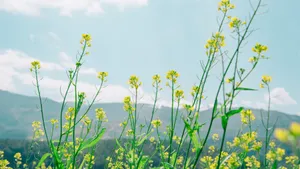 金色的油菜花田图片_7
