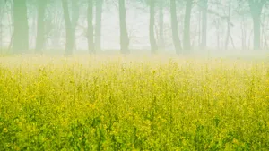 高清油菜花风景图片大图_4