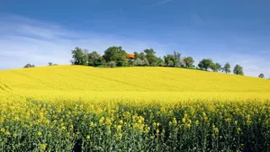 高清油菜花风景图片大图_5