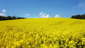 高清油菜花风景图片大图_6